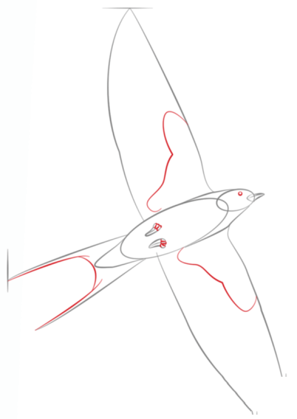 How to draw a swallow with simple strokes