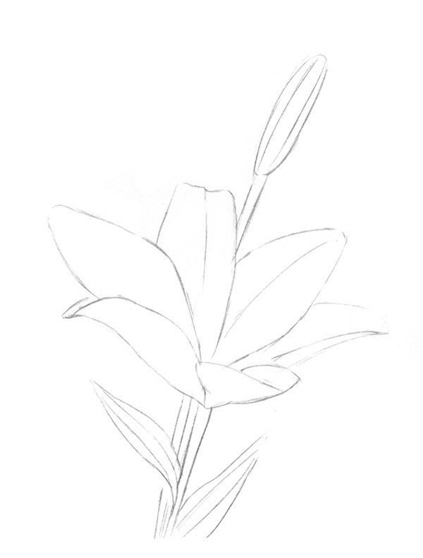 Sketch lily painting techniques