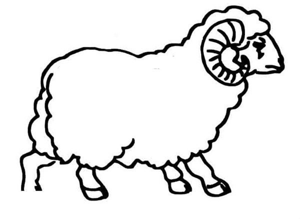 Sheep simple drawing pictures