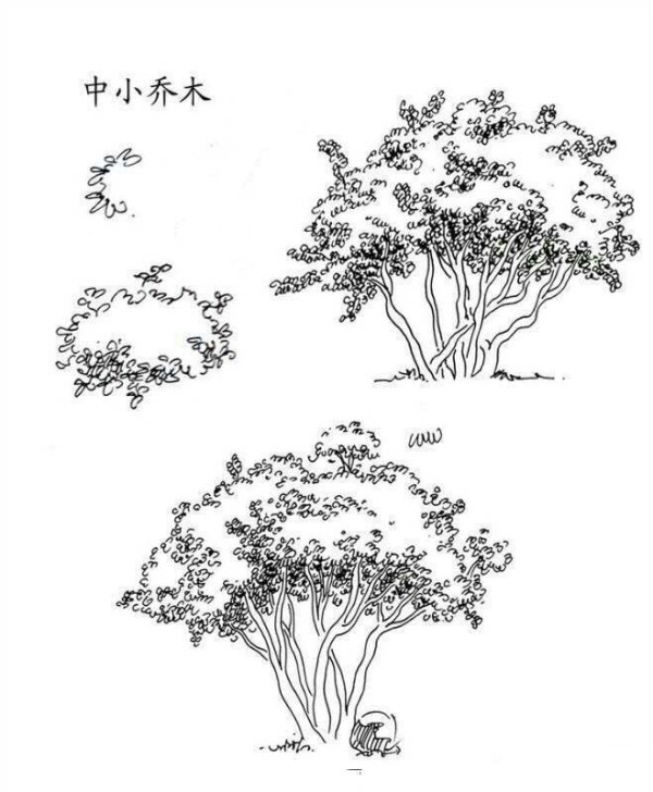 Plant pictures Simple drawing pictures of small and medium trees