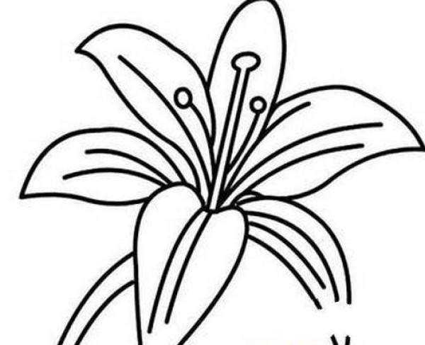 Simple drawing material of lily flowers Complete collection of simple drawings of lily flowers