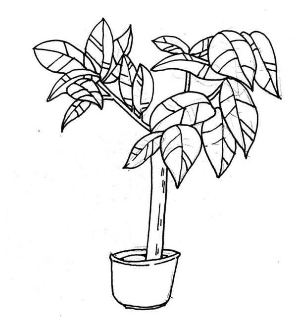 Simple drawing pictures of large potted plants