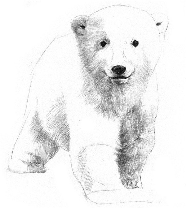 Drawing Tutorial of Sketching a Little Polar Bear