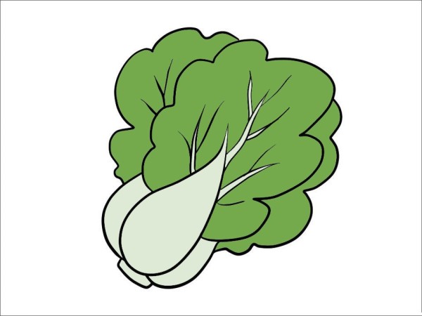 Simple strokes of cabbage