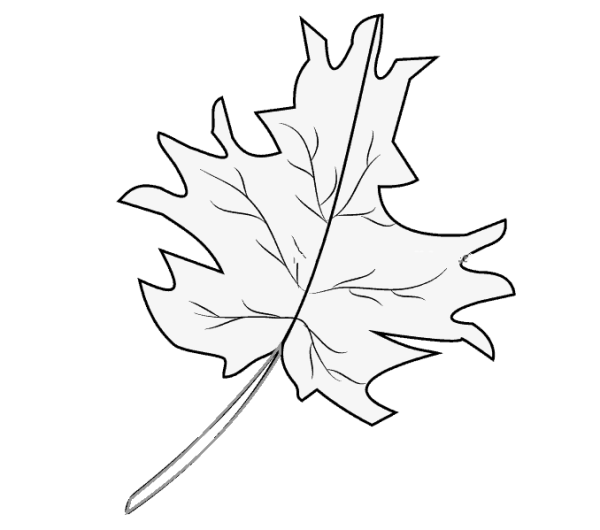 Children learn to draw simple drawings of maple leaves