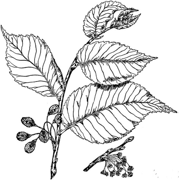 elm leaves