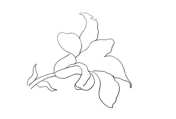 Simple drawing tutorial: Drawing lilies