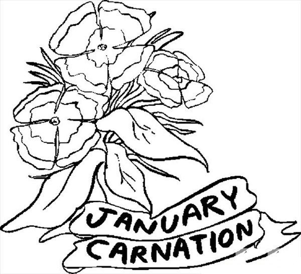 Simple drawing of flowers Carnation simple drawing picture