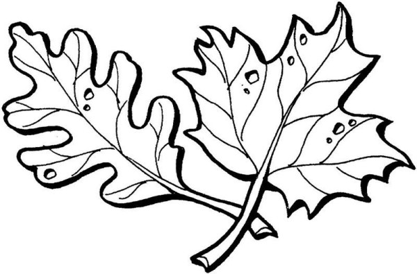 Beautiful simple strokes of leaves