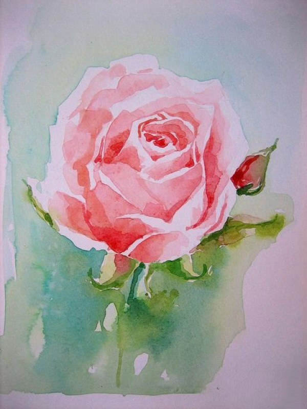 Beautiful rose flower watercolor picture sharing