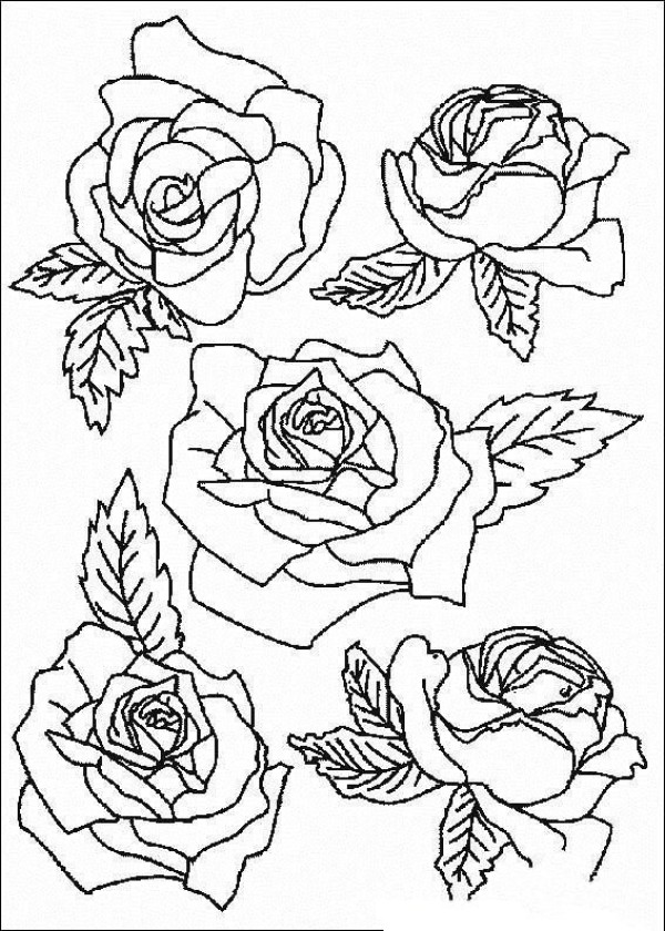 Complete collection of simple drawings of flowers, simple drawings of roses