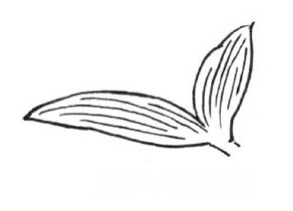 Drawing steps of white lily