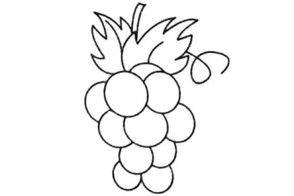 Complete collection of grape simple strokes and drawing steps