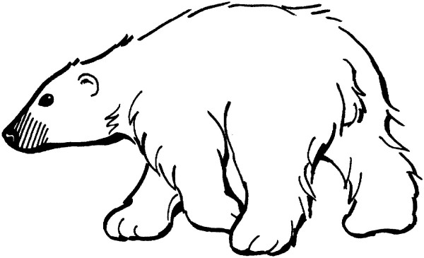 Learn to draw a cute polar bear