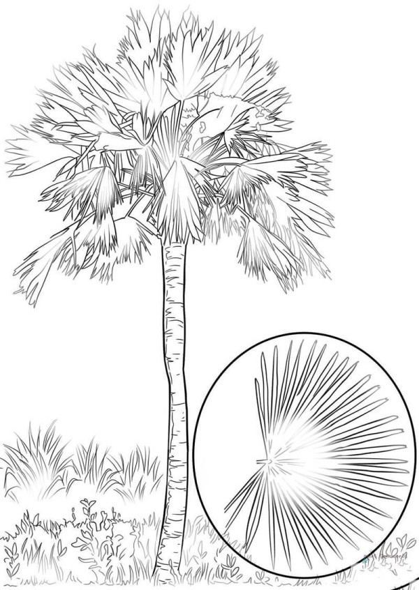 What is Saw Palmetto