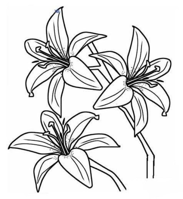 Simple drawing of flowers Beautiful simple drawing pictures of lilies