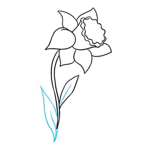 Simple drawing of narcissus that is easy to learn