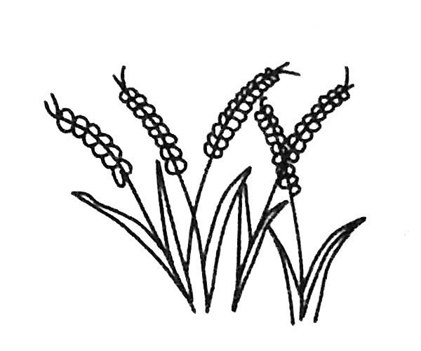 Draw beautiful wheat ears in four steps