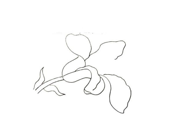 Simple drawing tutorial: Drawing lilies