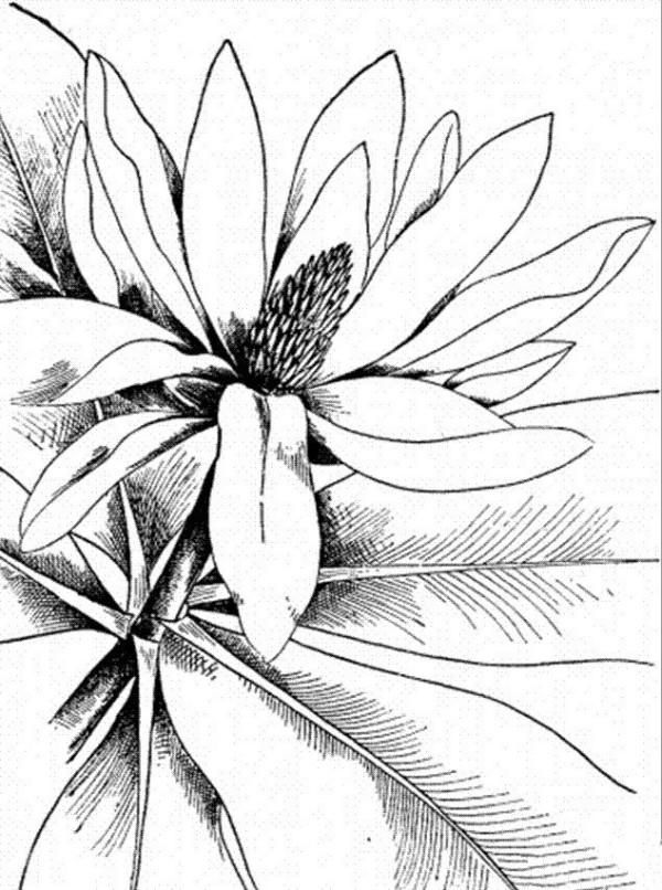 A complete collection of simple drawing pictures of flowers. Simple drawing pictures of magnolia flowers.