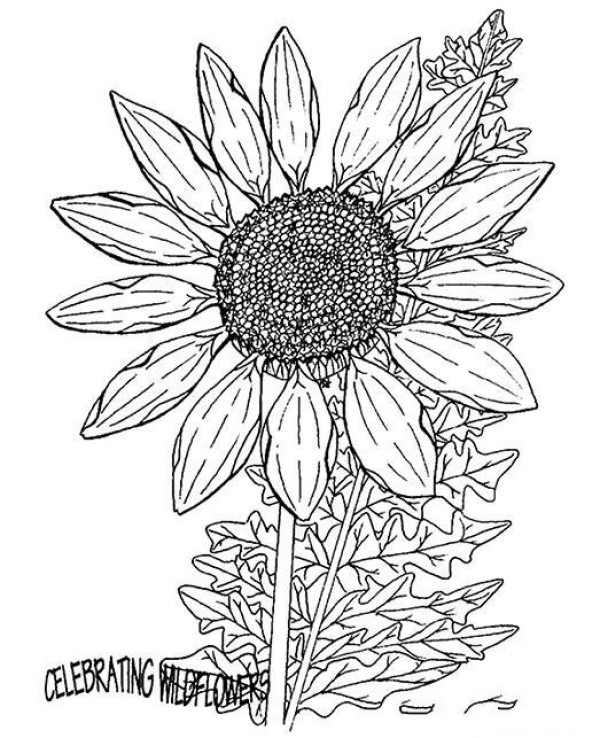 Beautiful sunflower simple pencil sketch