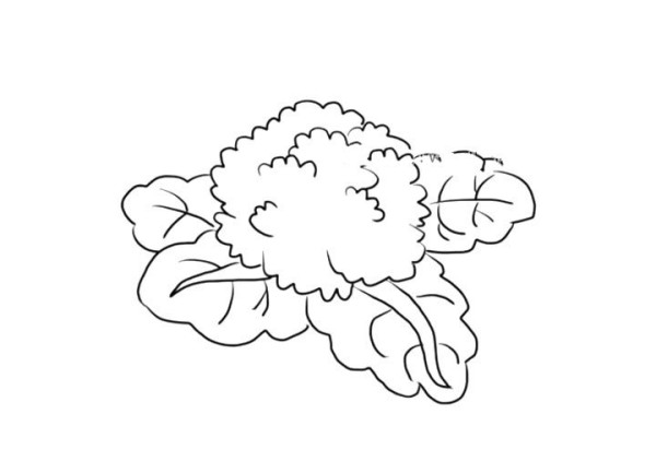 Simple drawing pictures of cauliflower