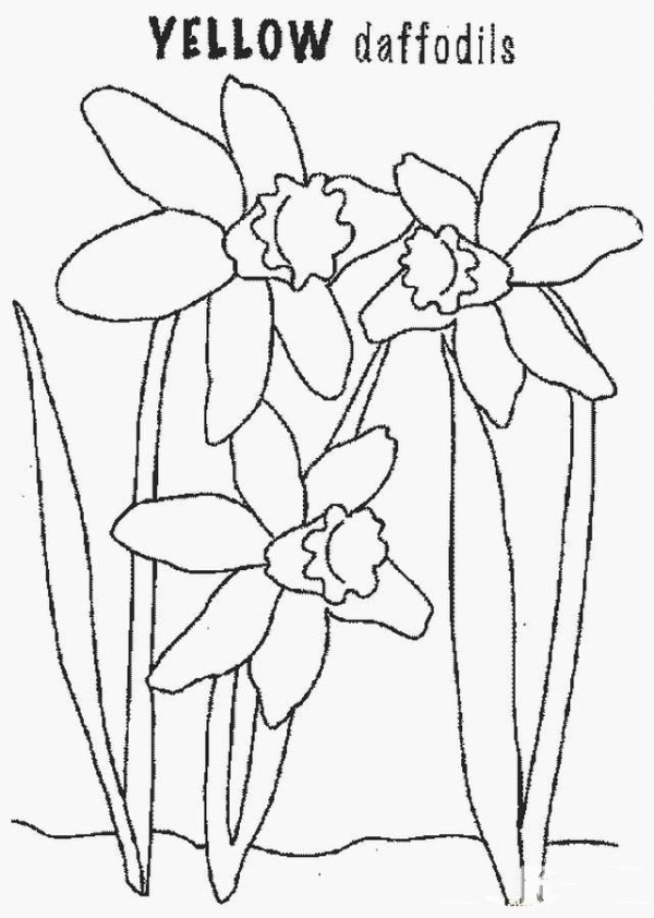 Complete collection of simple drawings of flowers, simple drawings of daffodils