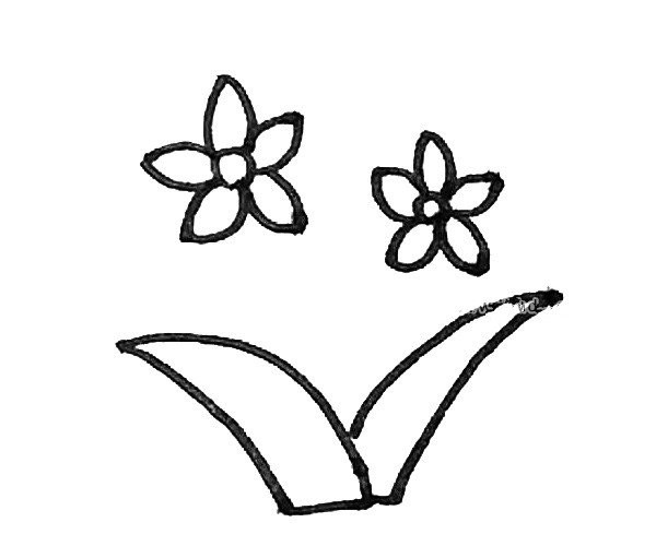 Learn to draw simple daffodils