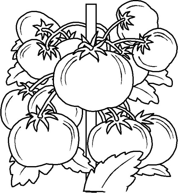 Tomato simple strokes