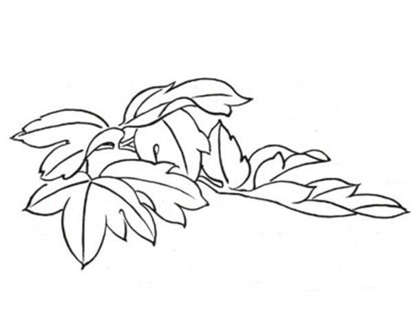 Drawing Tutorial of Line Drawing Peony