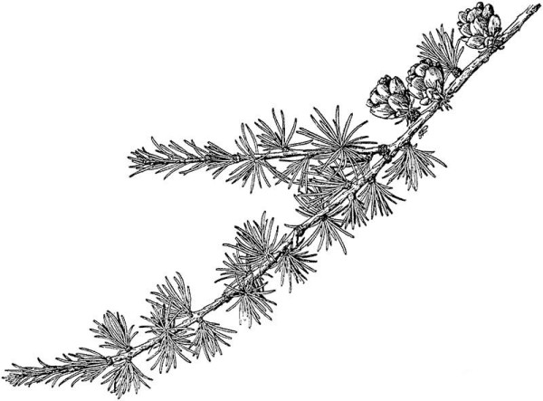 larch branches