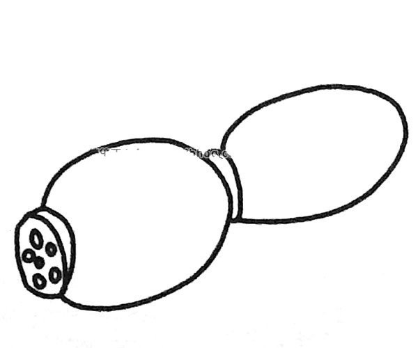 6 simple drawing pictures of lotus root