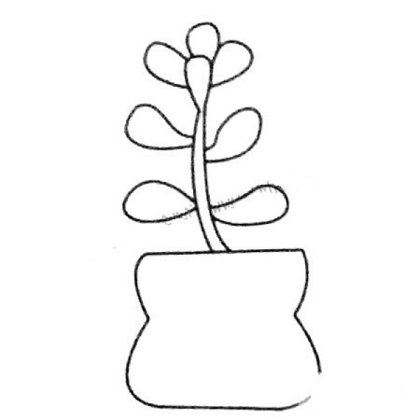 Beautiful succulent plant bonsai simple drawing picture