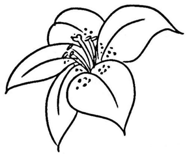 A complete collection of simple drawing pictures of lilies. Beautiful simple drawing pictures of lilies.