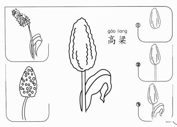 How to draw sorghum