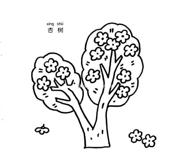 Simple drawing of apricot tree