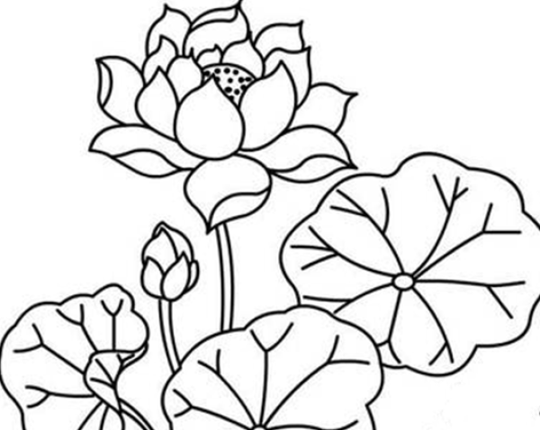 A complete collection of simple drawing pictures of lotus. A collection of simple drawing pictures of lotus.