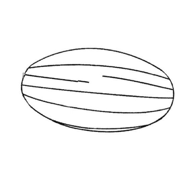 A set of simple drawing pictures of cantaloupe