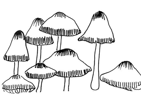 Black and white line drawing of small mushrooms