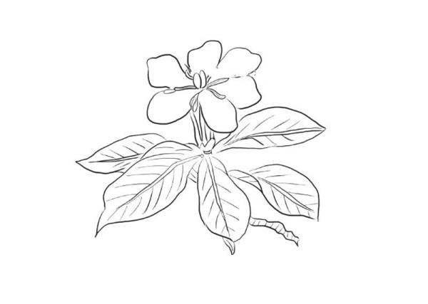 Beautiful gardenia simple strokes