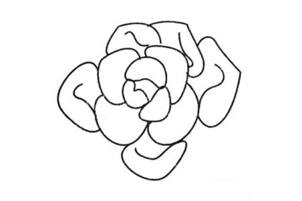 A complete collection of simple drawing pictures of succulent plants