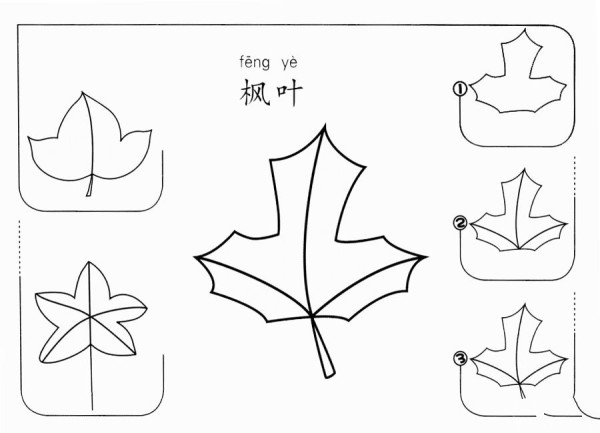 Simple drawing steps of maple leaf