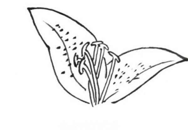 Line drawing lily flower painting tutorial