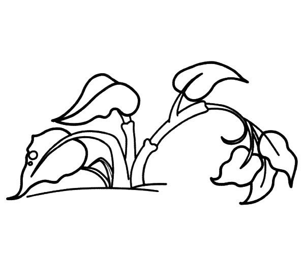 Beautiful plant simple drawing pictures