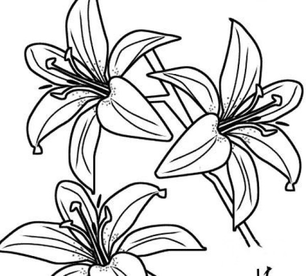 Simple drawing of beautiful lilies Simple drawing pictures of lilies