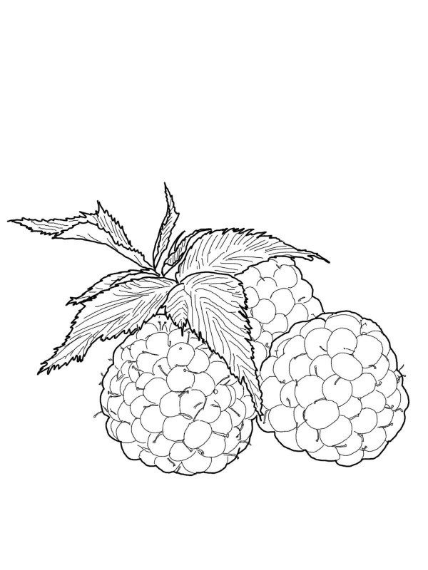 How to draw delicious raspberries