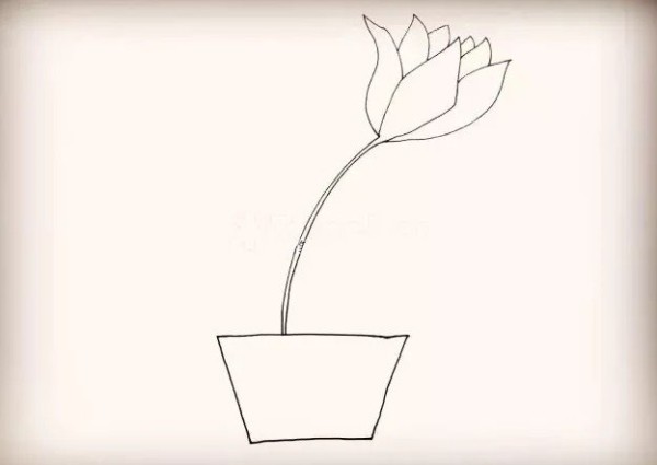 How to draw lily potted plants