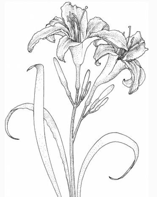 Complete collection of simple drawings of lilies. Simple drawings of lilies.