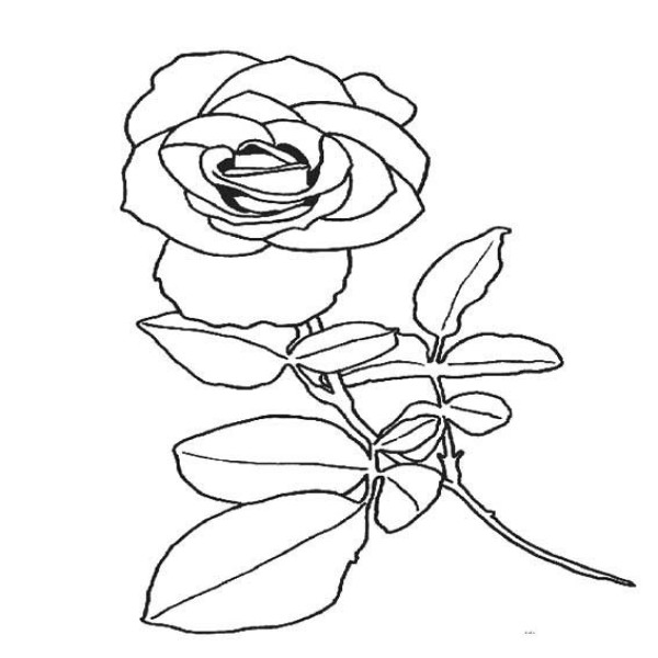 Kindergarten simple drawing pictures of roses