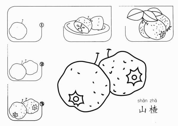 How to draw hawthorn